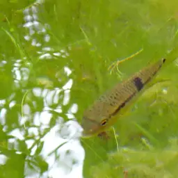 Acara cichlid, photo 2