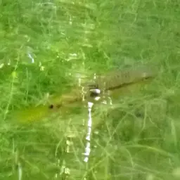Acara cichlid, photo 3