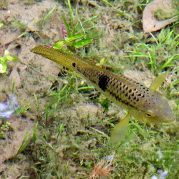 Acara cichlid, photo 4