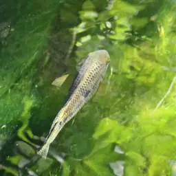 Acara cichlid, photo 6