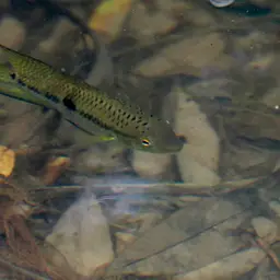 Acara cichlid, photo 7