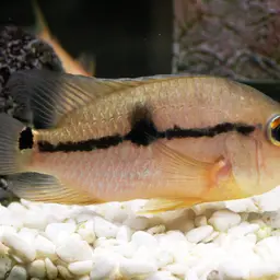 Saddleback Acara, photo 1