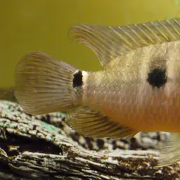 Saddleback Acara, photo 2
