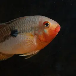 Saddleback Acara, photo 3