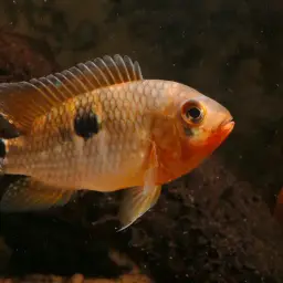 Saddleback Acara, photo 4