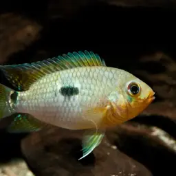 Saddleback Acara, photo 5