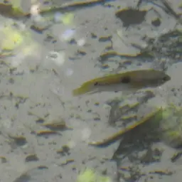 Saddleback Acara, photo 6