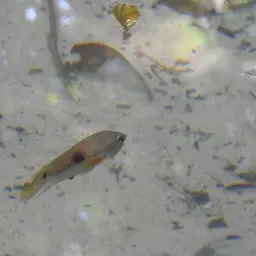Saddleback Acara, photo 7