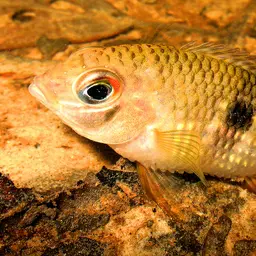 Saddleback Acara, photo 9