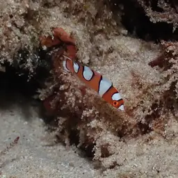 Clown wrasse