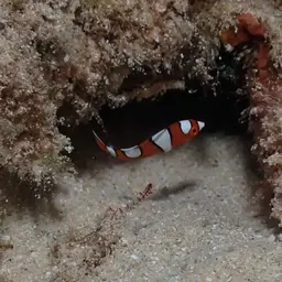 Clown wrasse, photo 2