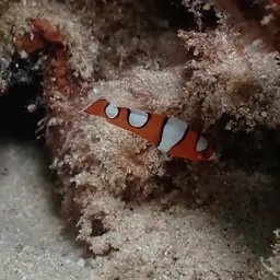 Clown wrasse, photo 3