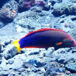 Clown wrasse, photo 4