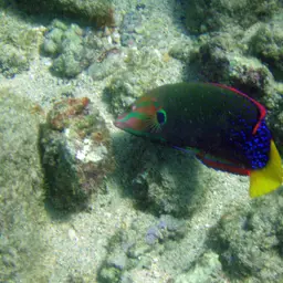 Clown wrasse, photo 5