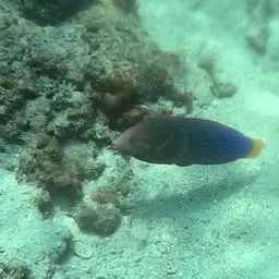 Clown wrasse, photo 6