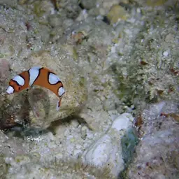 Clown wrasse, photo 7