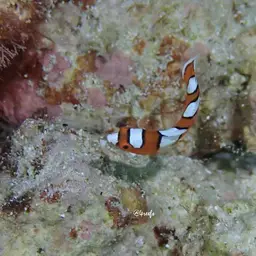 Clown wrasse, photo 8