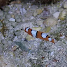 Clown wrasse, photo 9