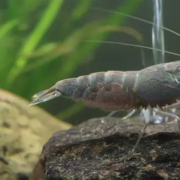 Vampire Shrimp, photo 1