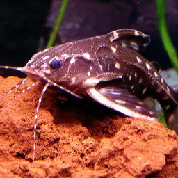 Spotted Raphael Catfish