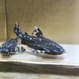 Spotted Raphael Catfish, photo 2