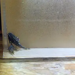 Spotted Raphael Catfish, photo 3