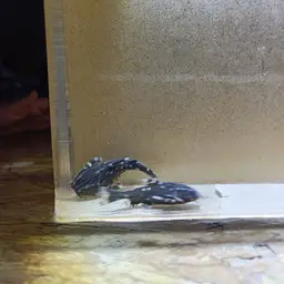 Spotted Raphael Catfish, photo 4