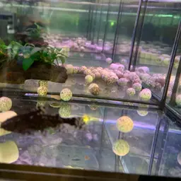 Spotted Raphael Catfish, photo 5