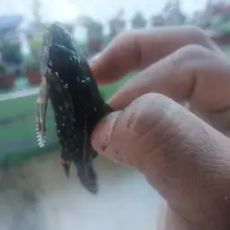 Spotted Raphael Catfish, photo 6