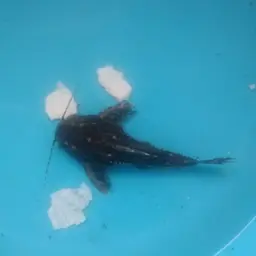 Spotted Raphael Catfish, photo 8
