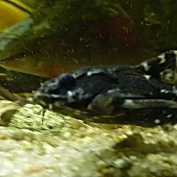 Spotted Raphael Catfish, photo 9