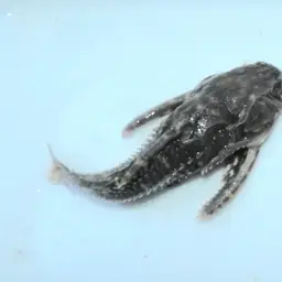 Spotted Raphael Catfish, photo 10