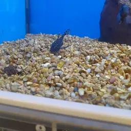 Spotted Raphael Catfish, photo 11