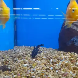 Spotted Raphael Catfish, photo 12