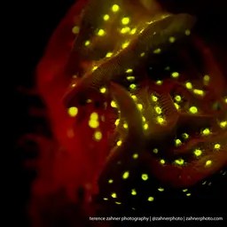 Leaf Coral, photo 2