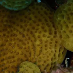 Leaf Coral, photo 3