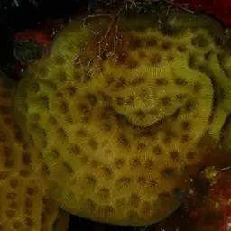 Leaf Coral, photo 4