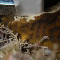 Leaf Coral, photo 5