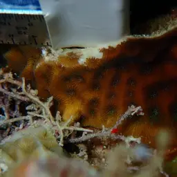 Leaf Coral, photo 6