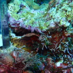 Leaf Coral, photo 7