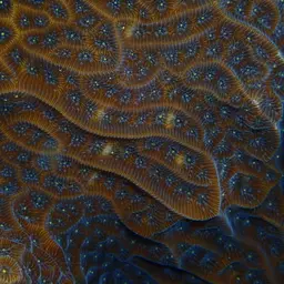 Leaf Coral, photo 1