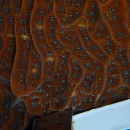 Leaf Coral, photo 8