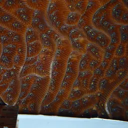 Leaf Coral, photo 9