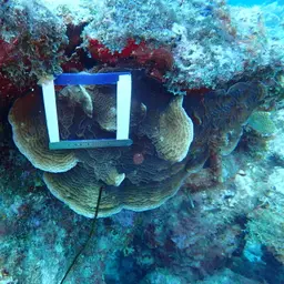 Leaf Coral, photo 10