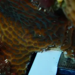 Leaf Coral, photo 11