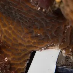 Leaf Coral, photo 12