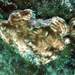 Constricted Leaf Coral, photo 2