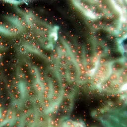 Constricted Leaf Coral, photo 3