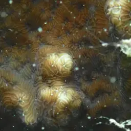 Constricted Leaf Coral, photo 4