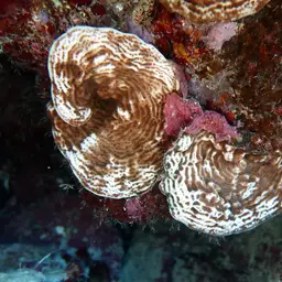 Constricted Leaf Coral, photo 5